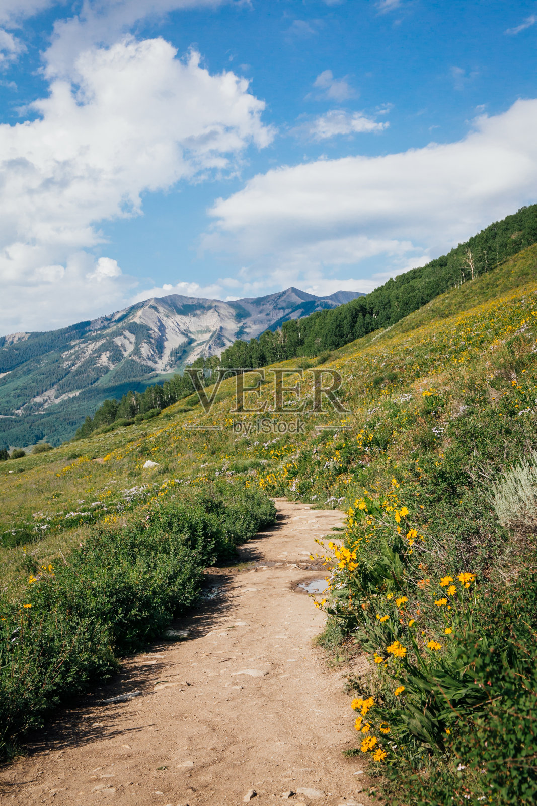 在野花中徒步旅行照片摄影图片