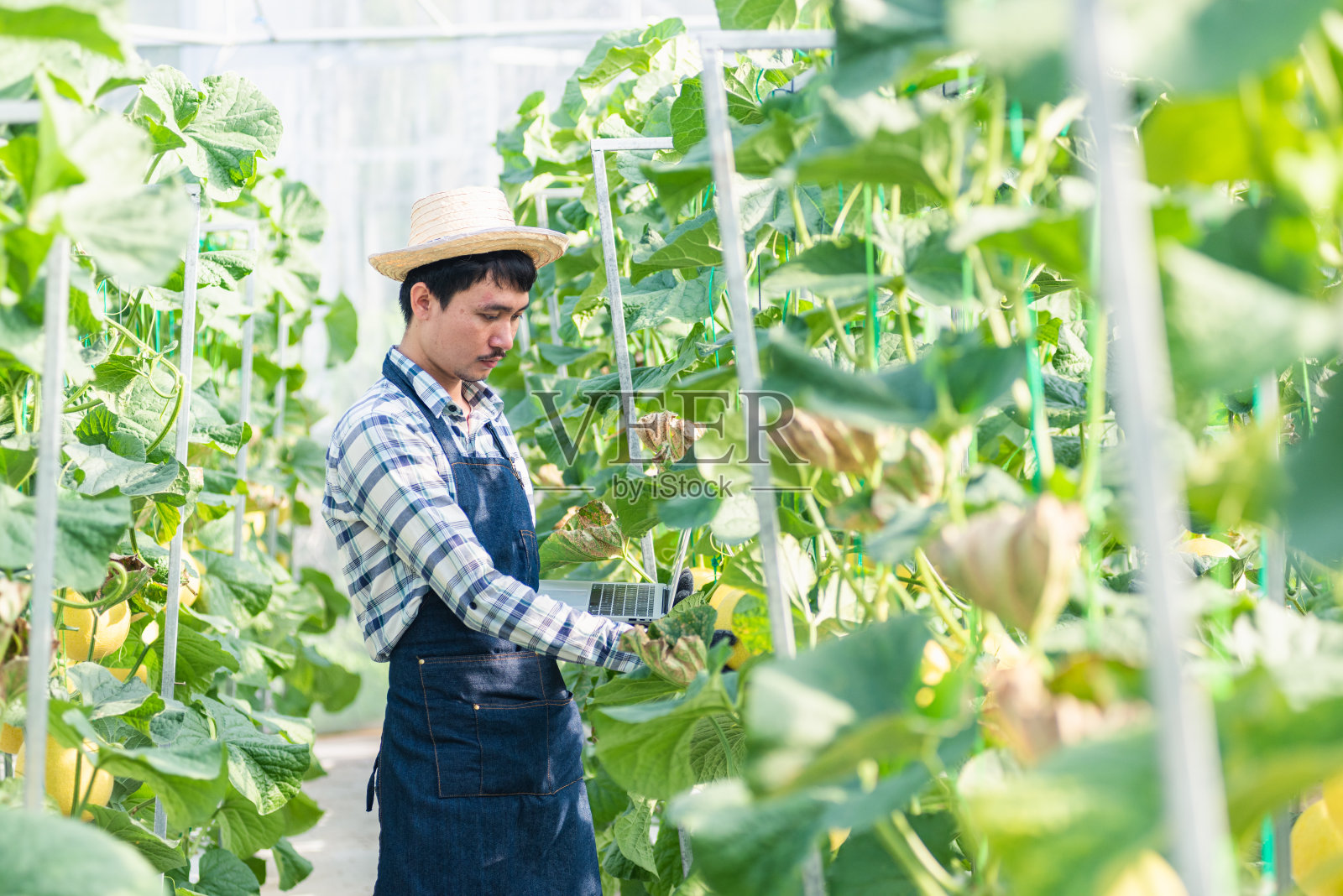年轻的农民正在检查种植的甜瓜的质量，并记录到笔记本电脑上照片摄影图片
