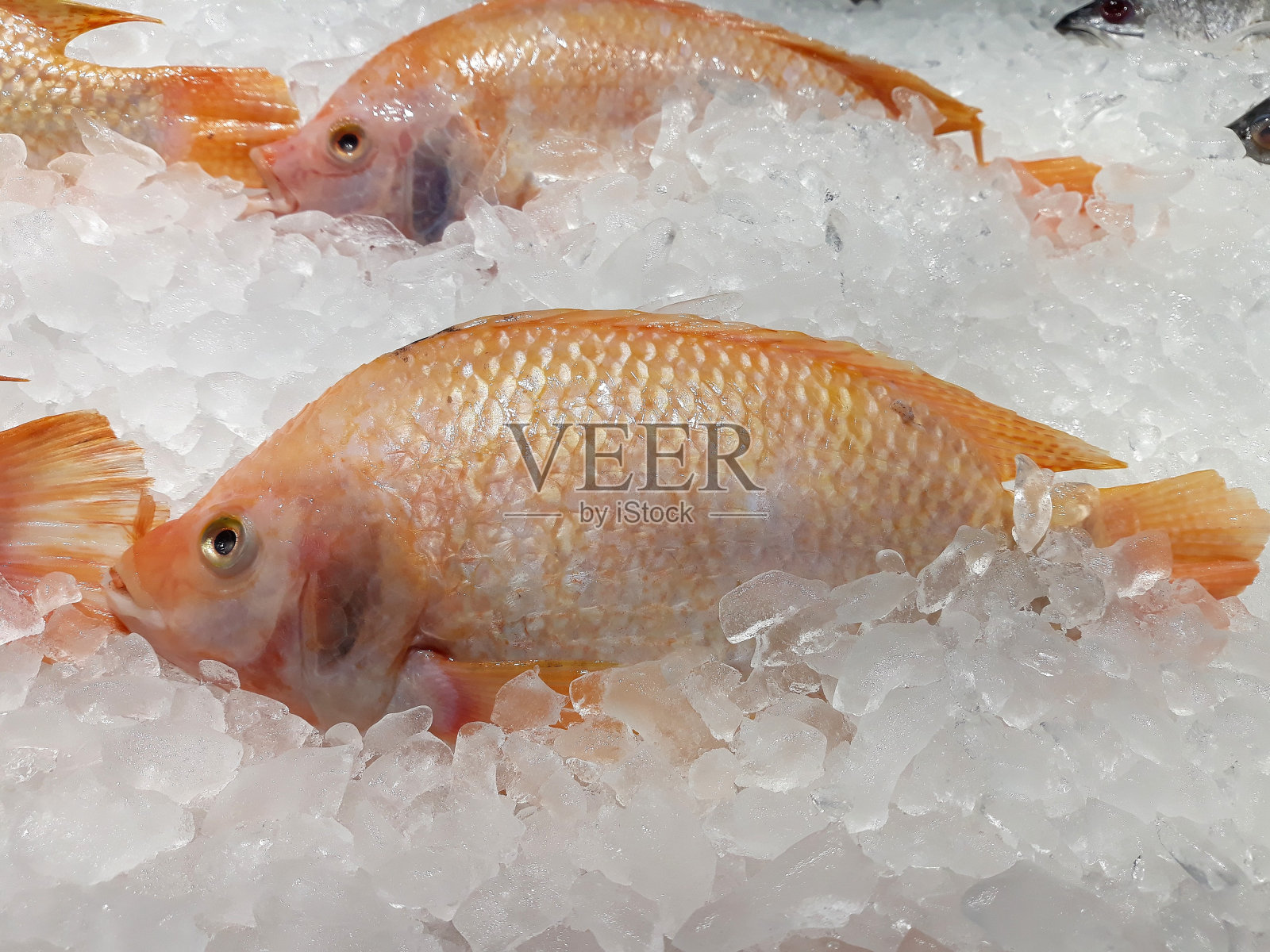 冷冻鱼照片摄影图片