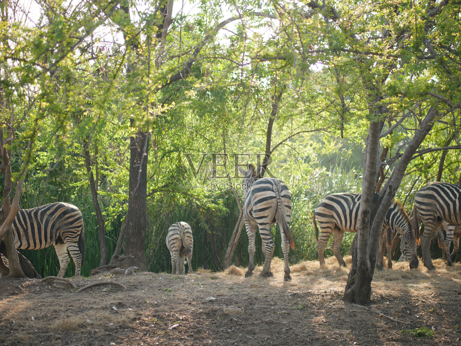 一群斑马照片摄影图片