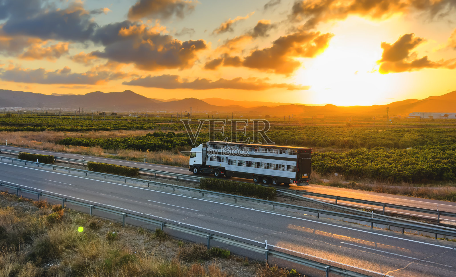 动物运输卡车行驶在高速公路上。照片摄影图片