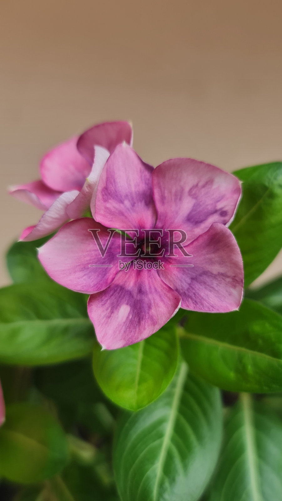 长春花花照片摄影图片