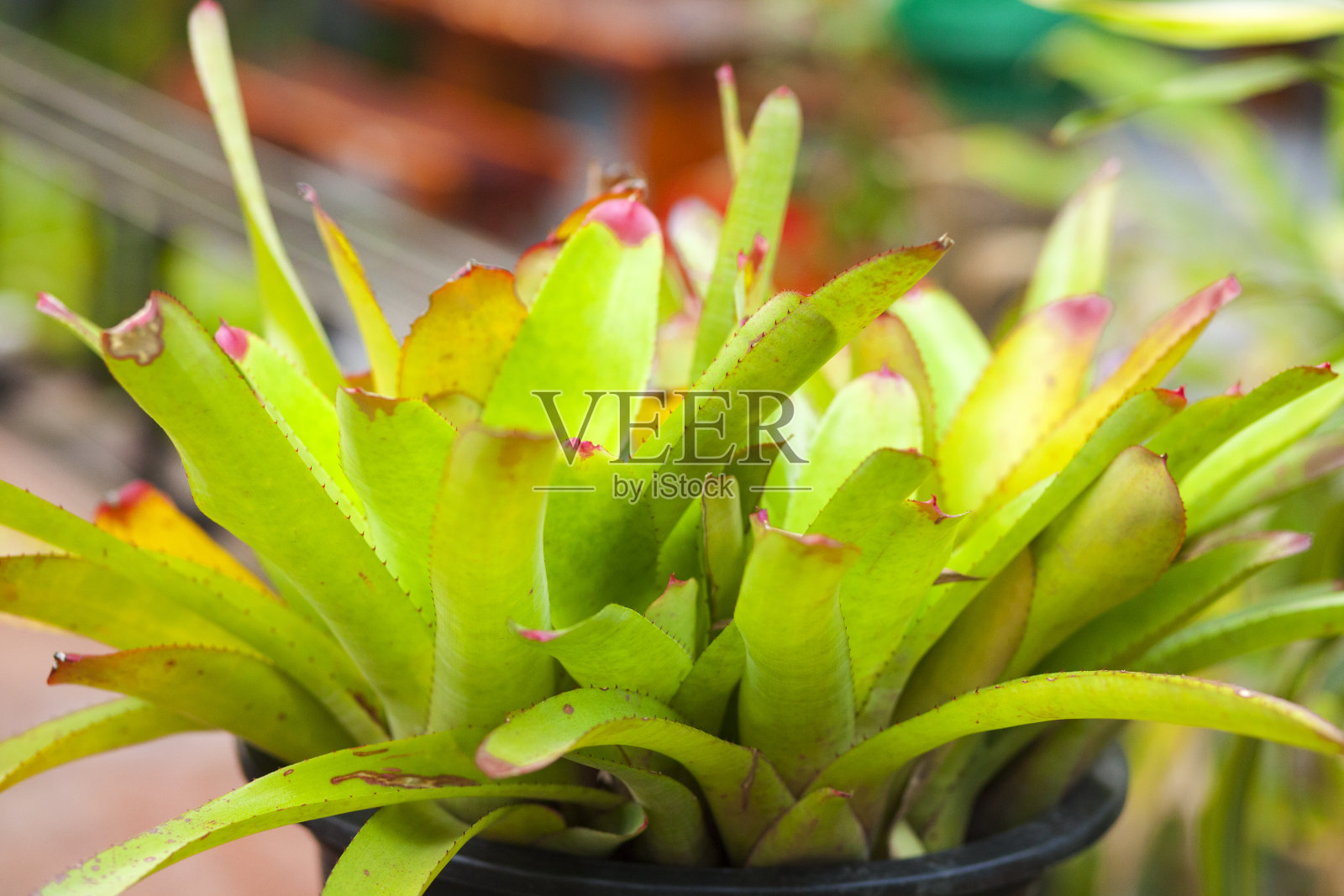 绿色多肉植物的叶子照片摄影图片