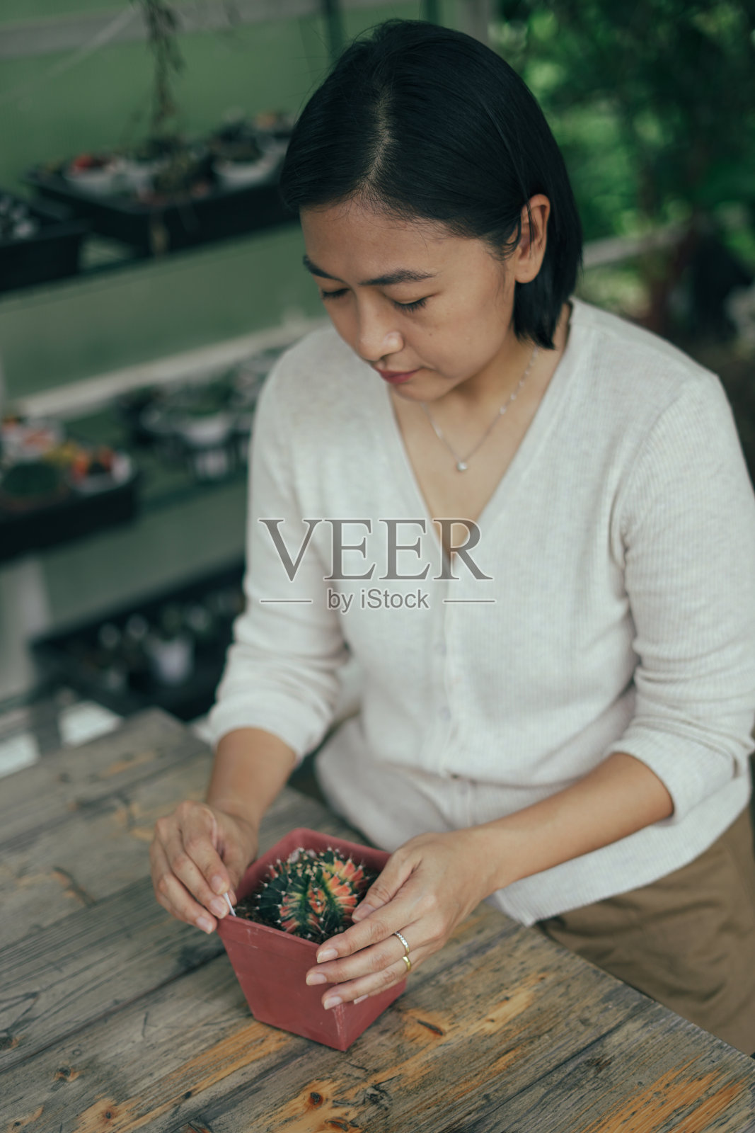 一位女士选择买一株仙人掌。照片摄影图片