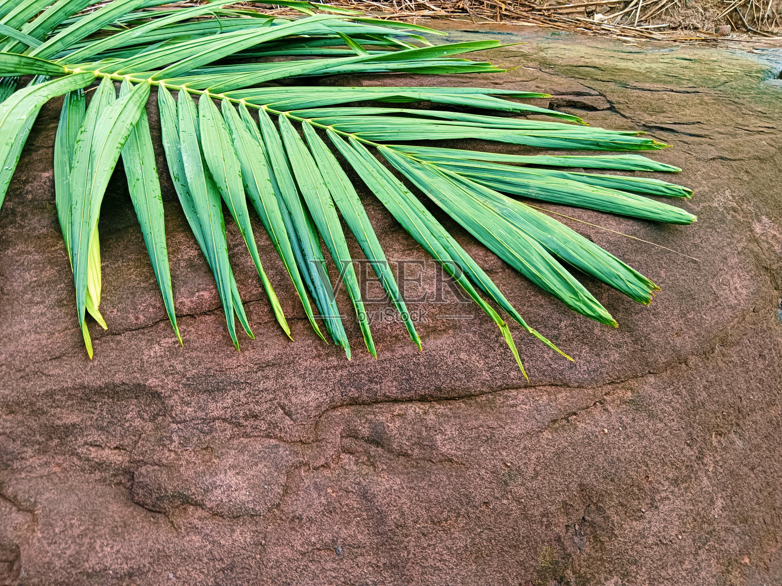 褐色岩石上的绿色椰子叶照片摄影图片