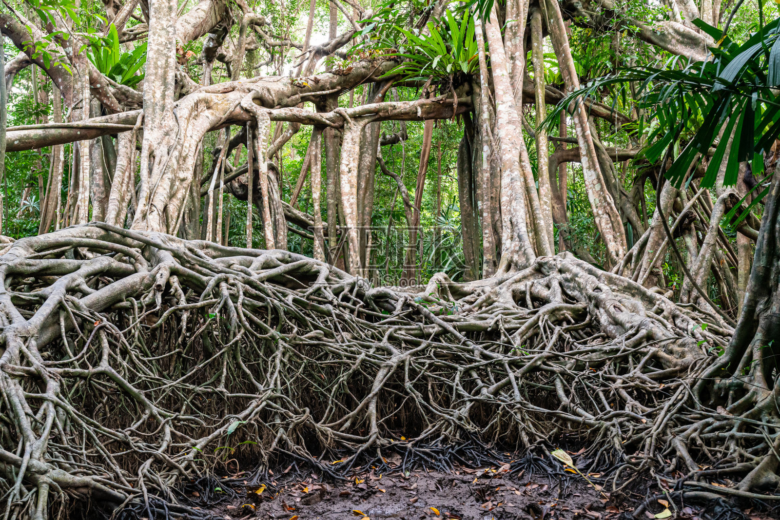 泰国攀牙，Sang Nae运河，热带雨林中巨大的榕树根系照片摄影图片