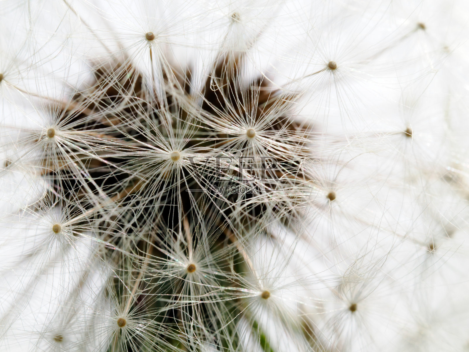 蒲公英微距拍摄照片摄影图片