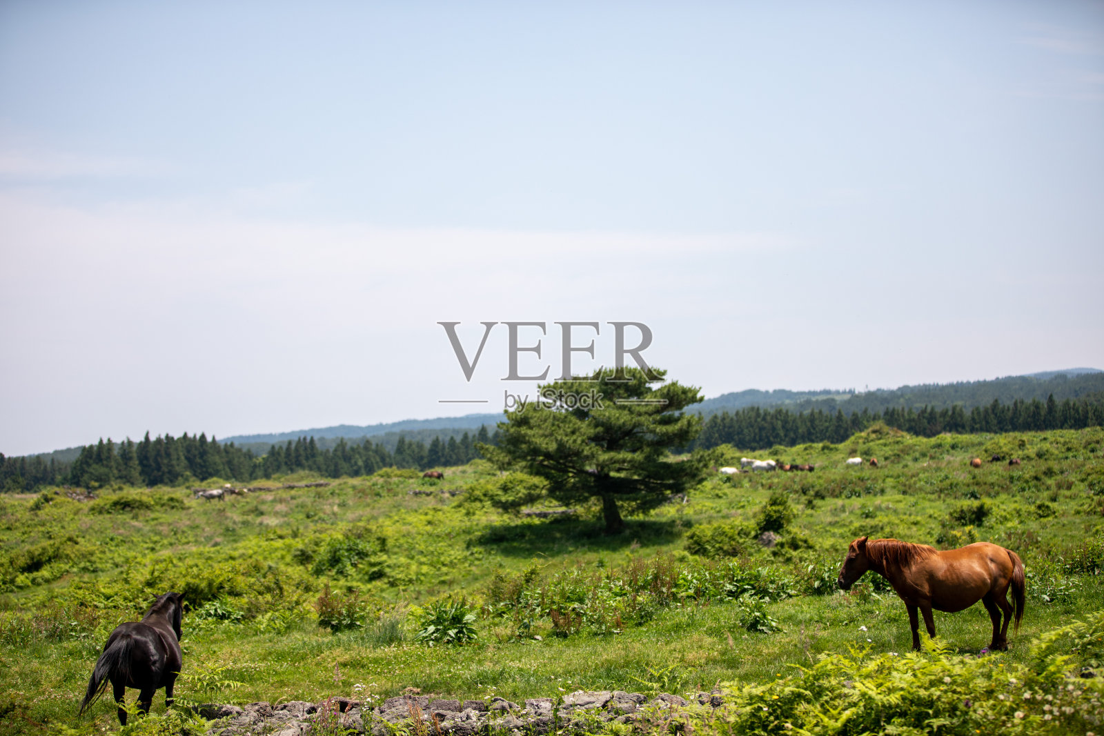 韩国济州岛汉拿山中部山区的马场照片摄影图片