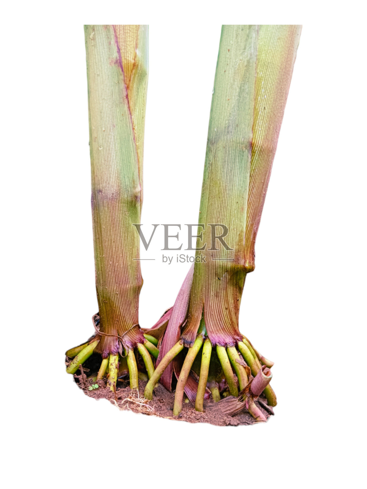 白色背景上的玉米根和茎照片摄影图片
