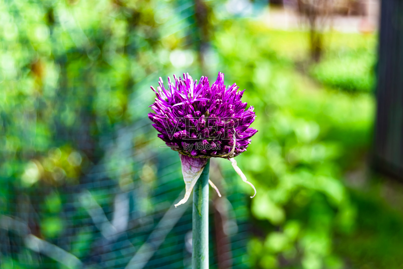 野地里盛开着花蜜的野花照片摄影图片