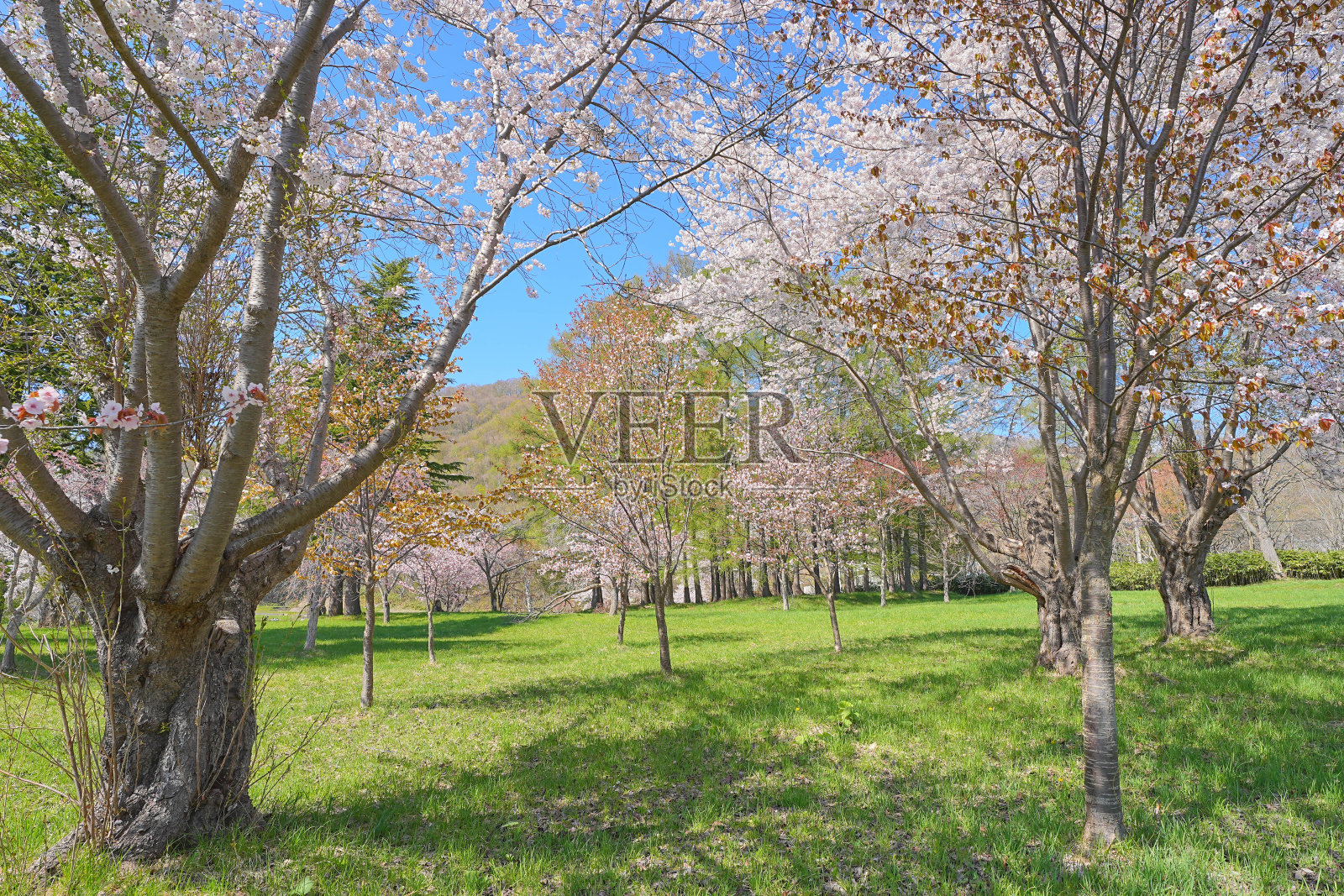 Eboushi iwa公园照片摄影图片