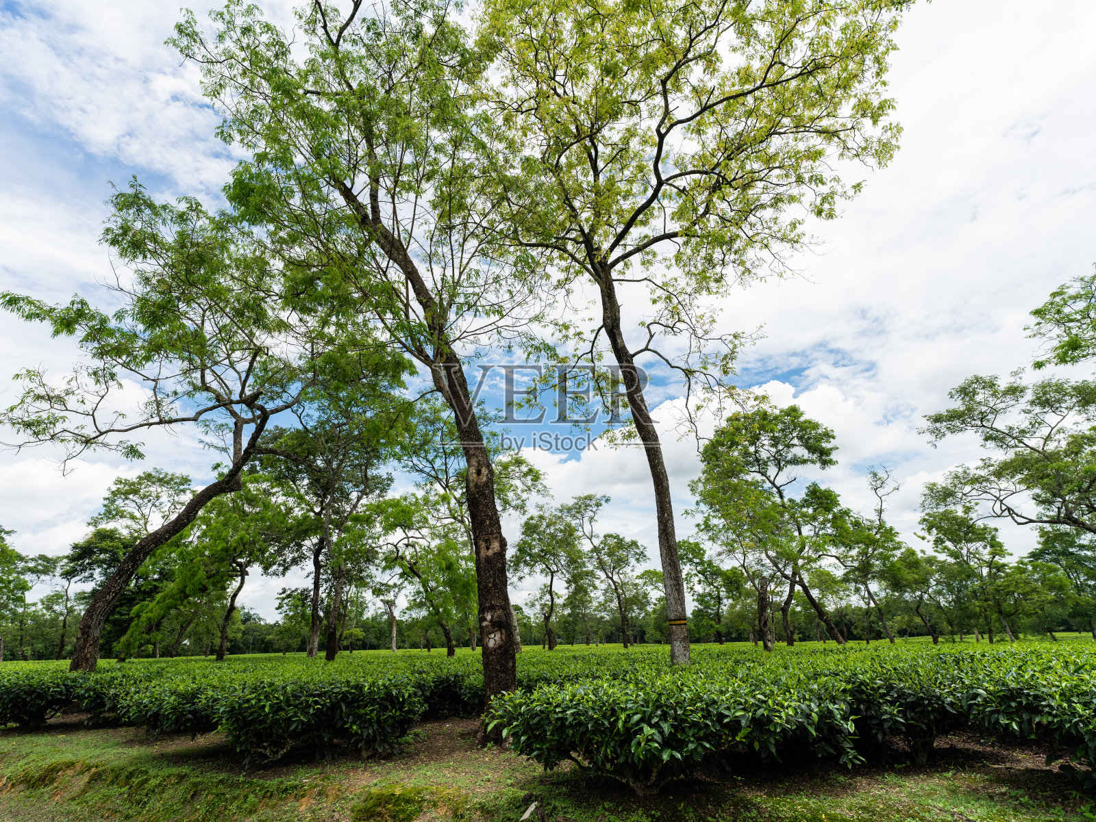 阿萨姆邦乔哈特的茶园照片摄影图片