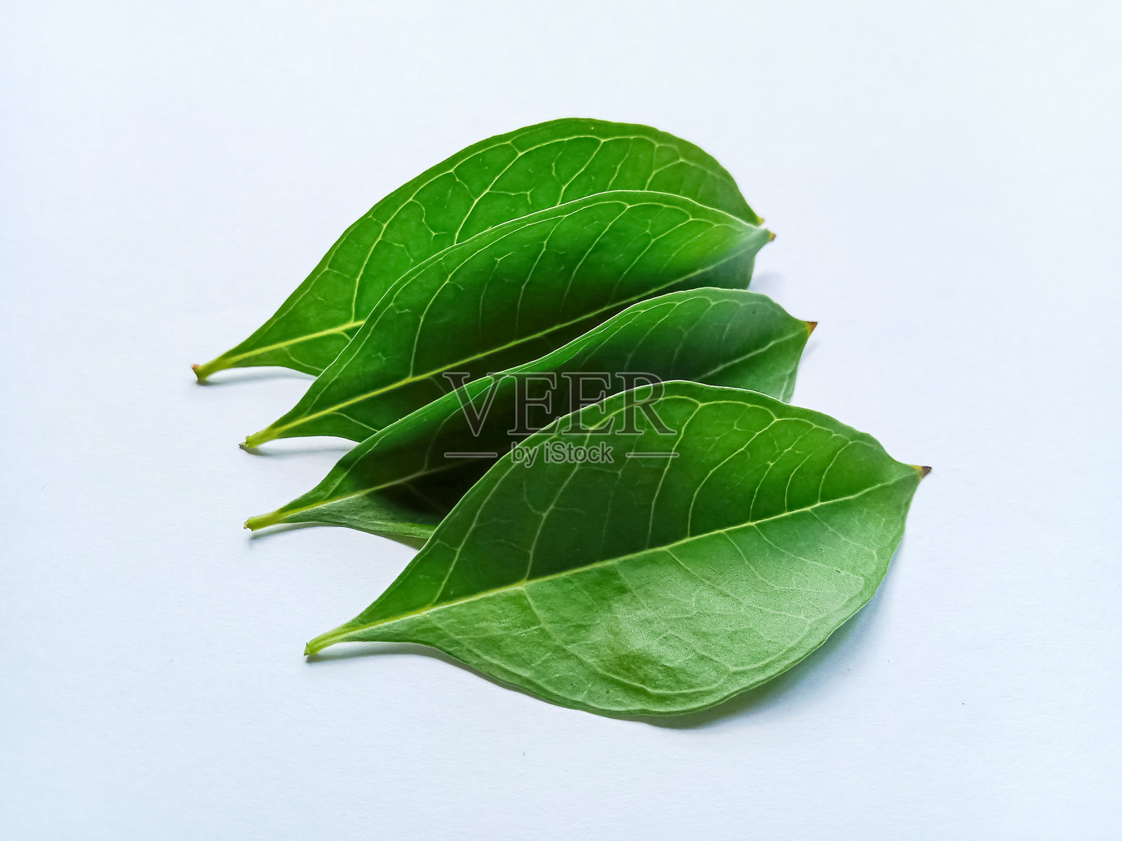 指甲花树叶，指甲花叶。指甲花叶子孤立在白色的背景。照片摄影图片