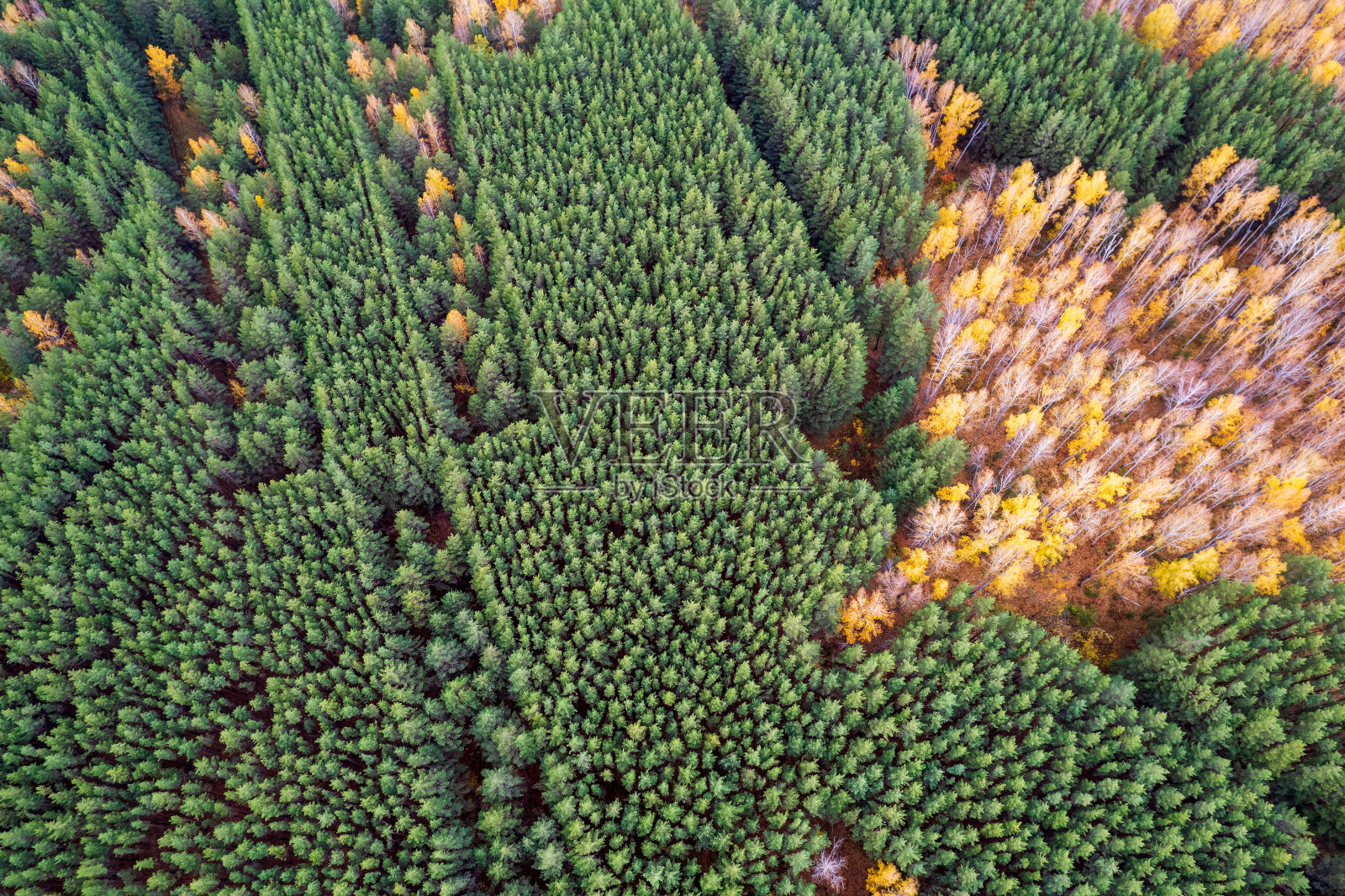 鸟瞰绿色的森林，针叶树排成一排照片摄影图片