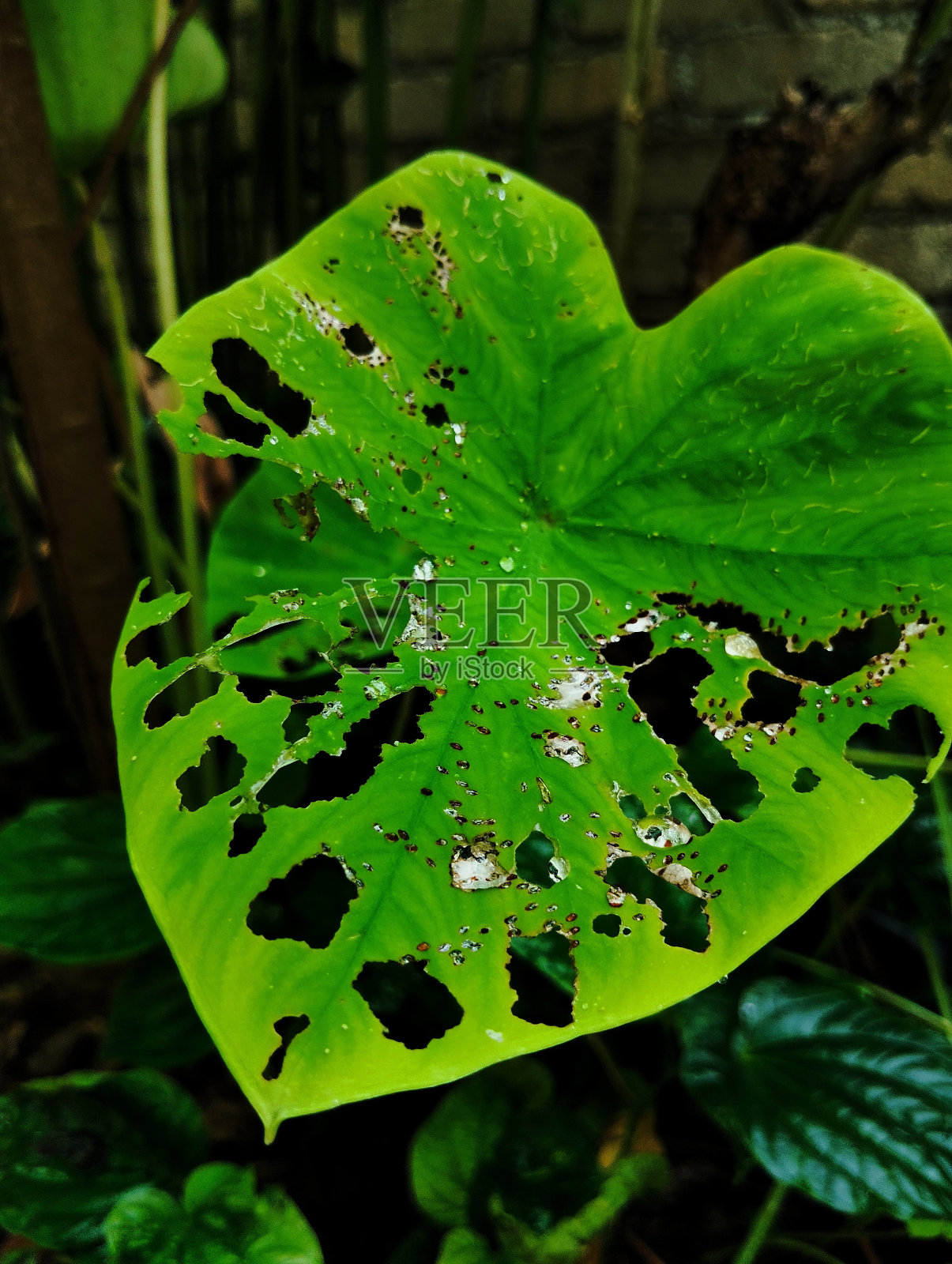 芋头叶子上的水滴照片摄影图片