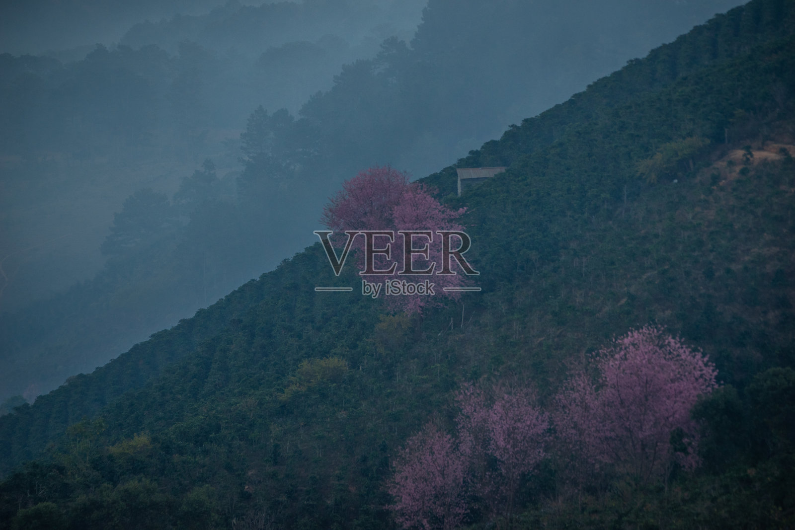 大叻的樱花盛开季节春天大叻的樱花树栽在咖啡园的中间盛开着春天大叻美丽的景色照片摄影图片