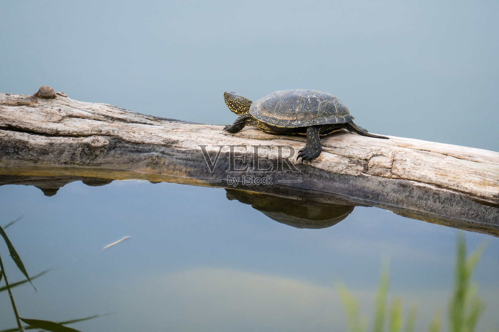 红耳龟坐在湖里游泳的圆木上照片摄影图片