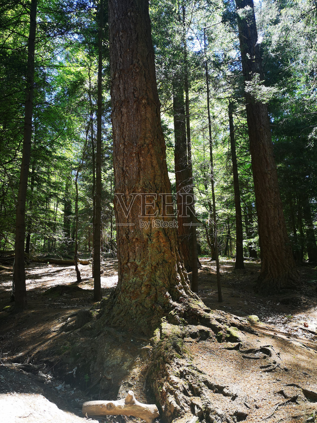 森林照片摄影图片