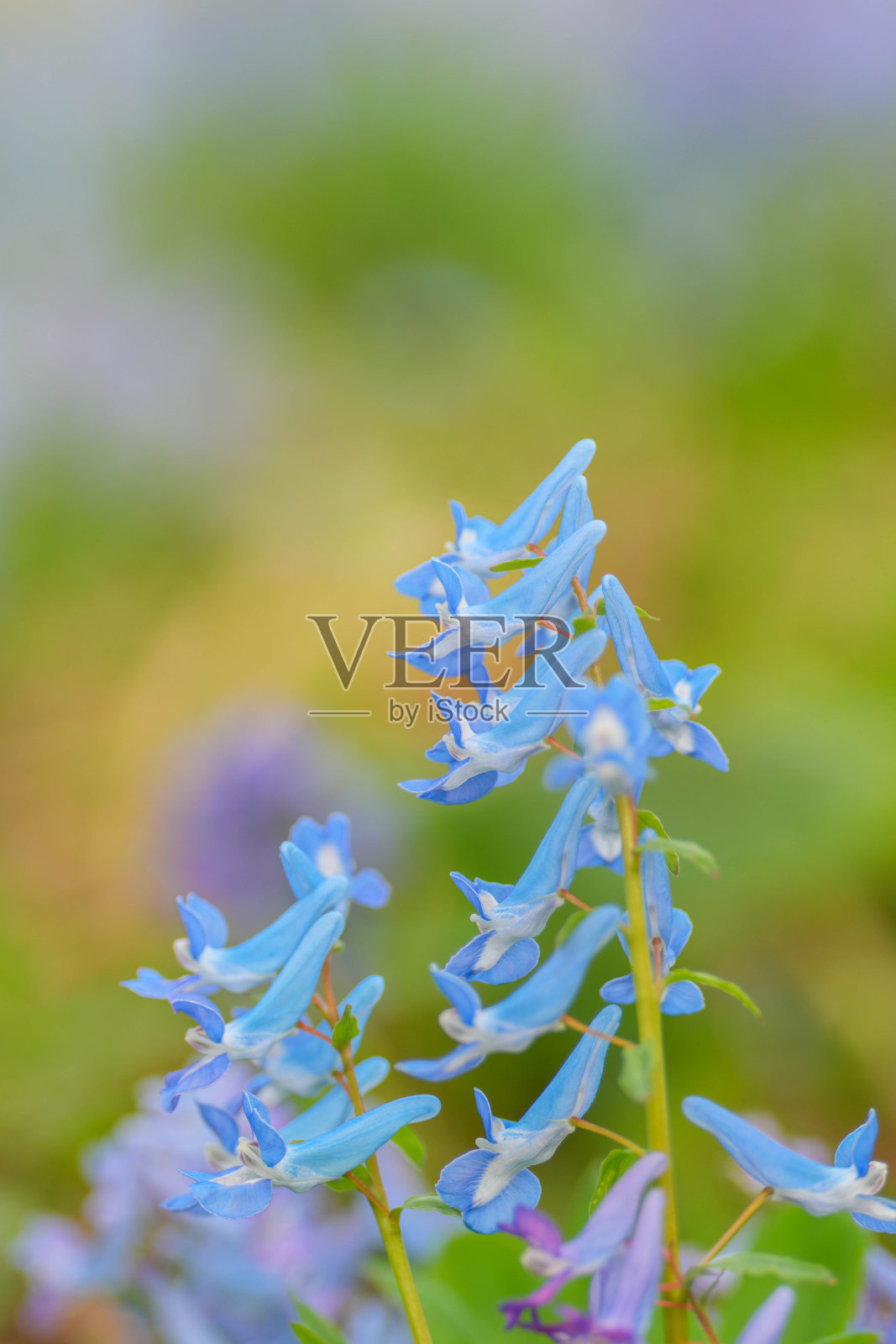 ambigua延胡索照片摄影图片