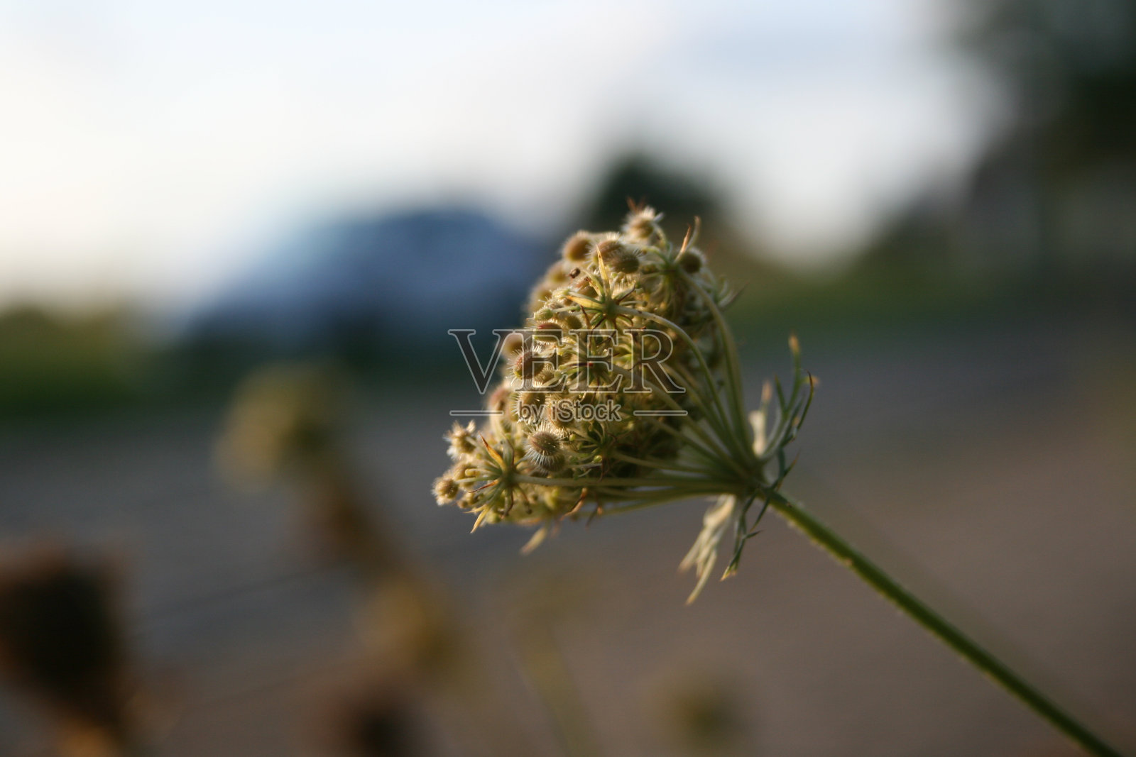 自然背景照片摄影图片