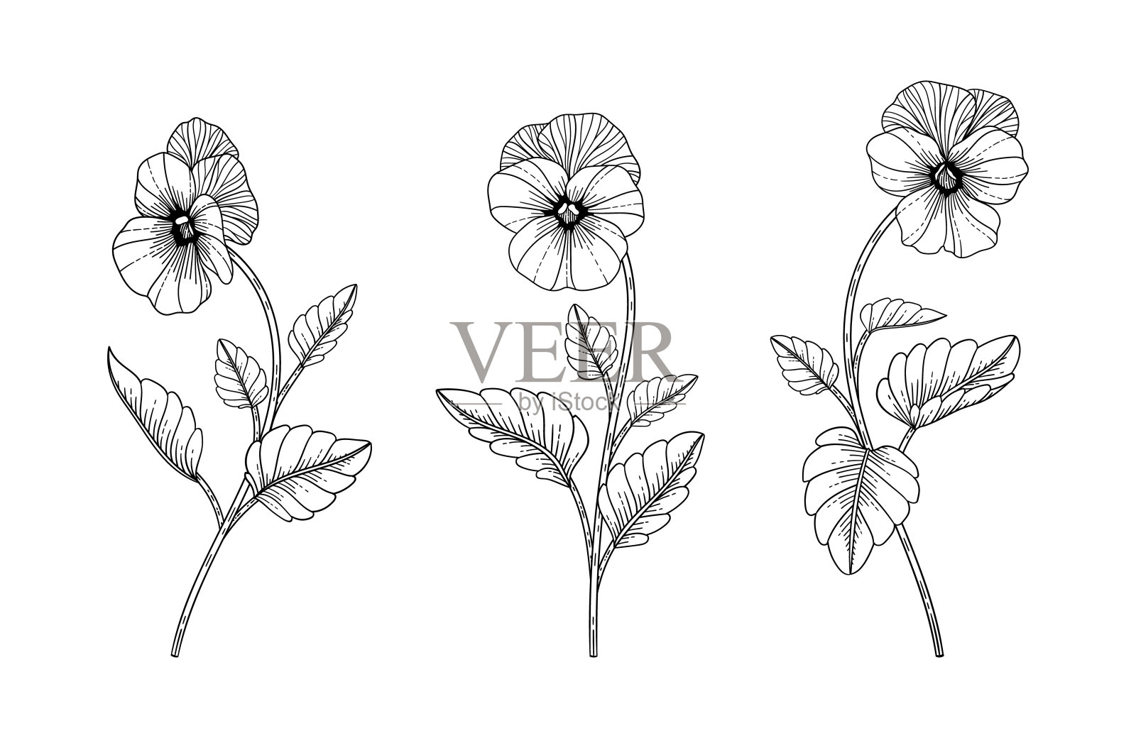 手绘三色堇花卉插图。插画图片素材