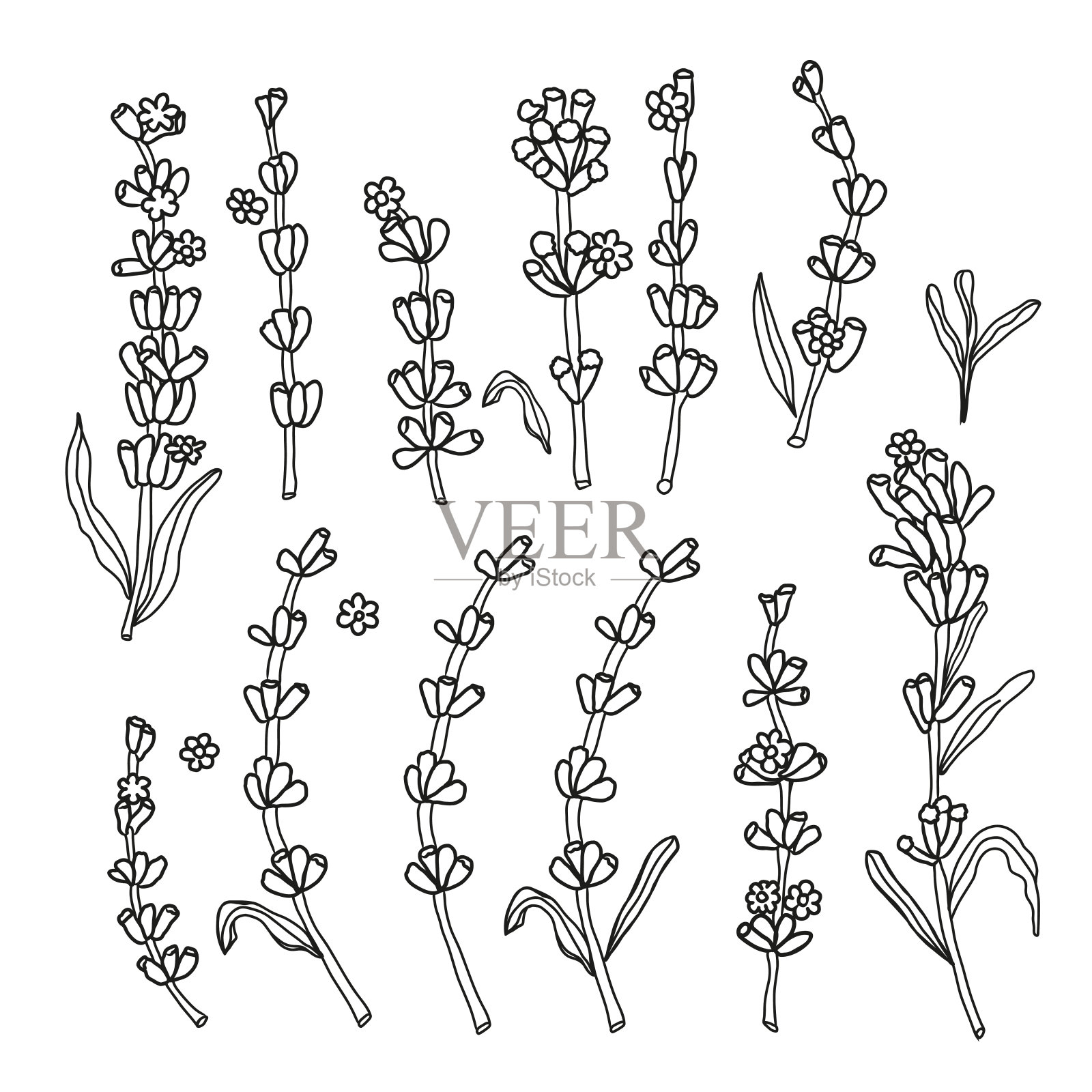 薰衣草花黑色墨水剪贴艺术，矢量简单的手绘插图卡片或邀请插画图片素材