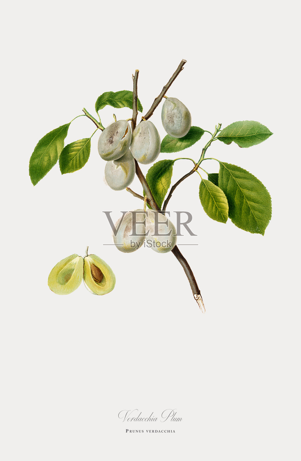 梅花，植物插图，大约1817年插画图片素材