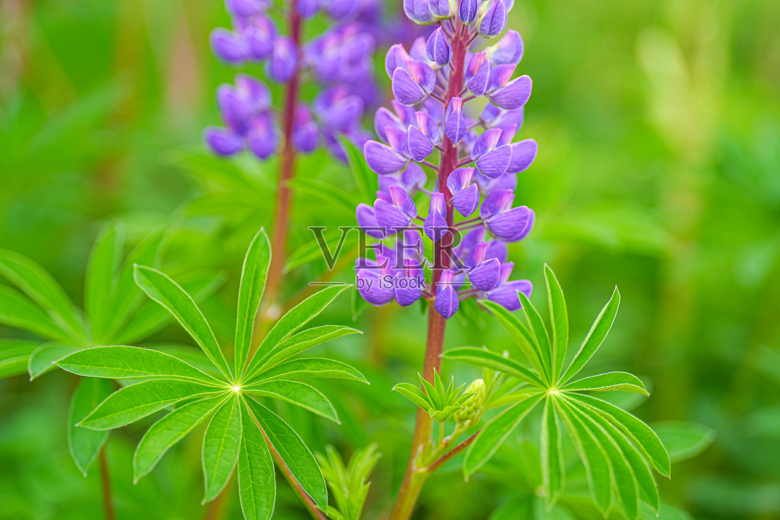 乡村农场的景色照片摄影图片