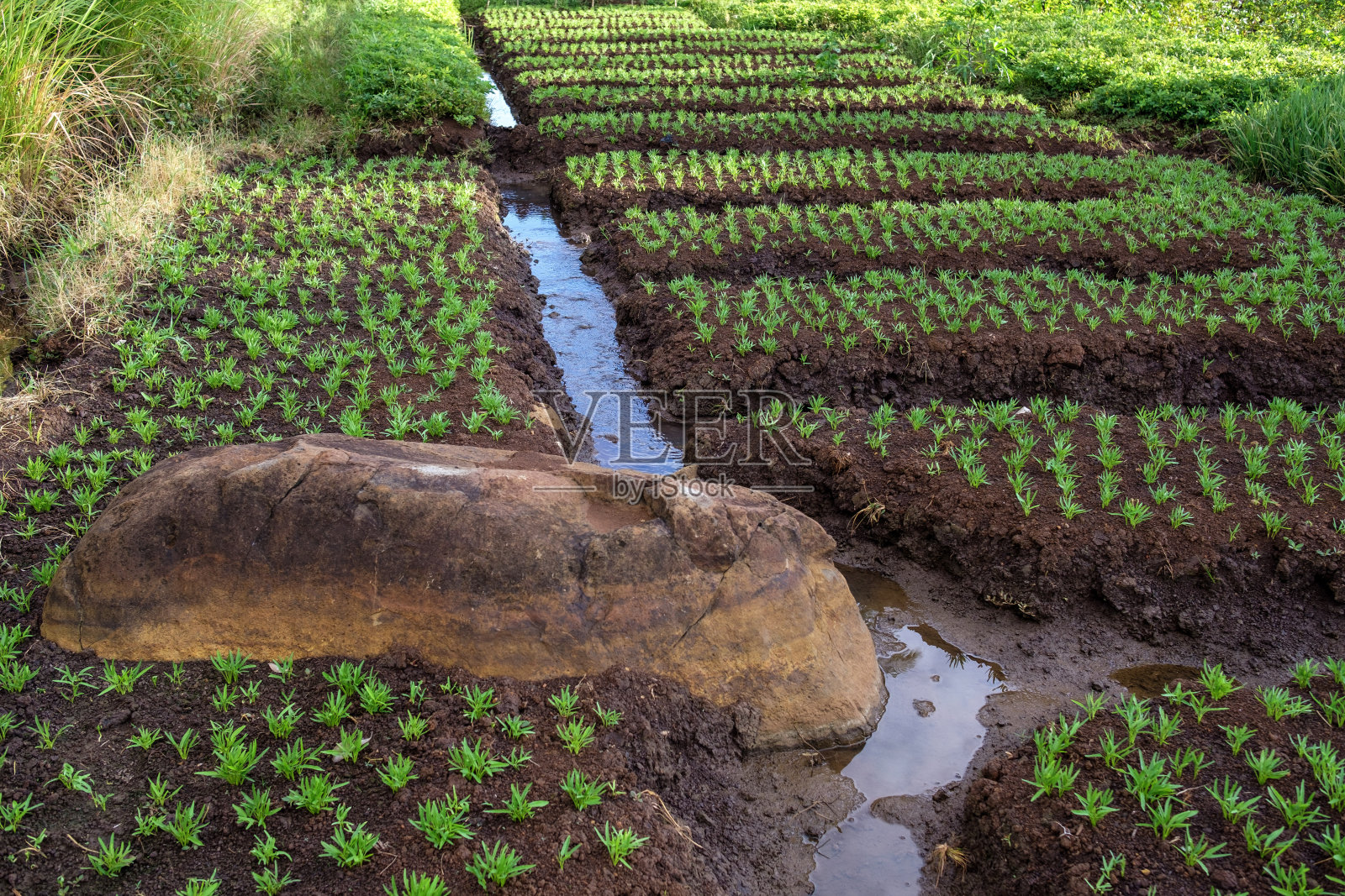 西爪哇的古宁安照片摄影图片