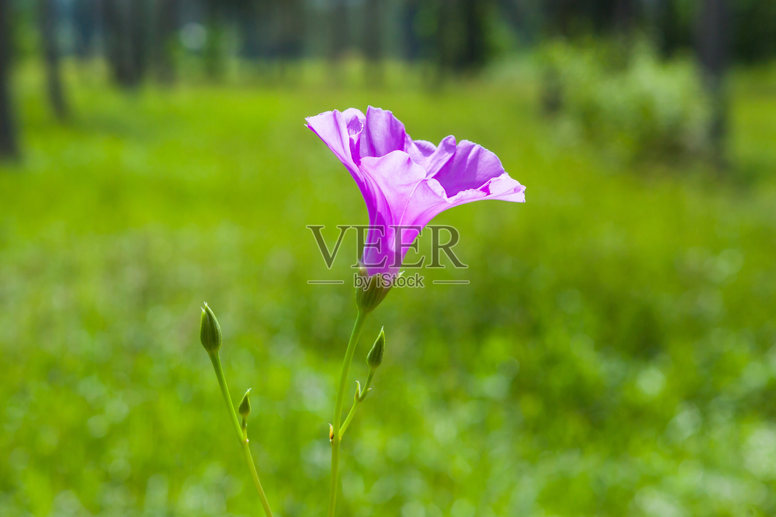 清晨沙滩上的牵牛花。照片摄影图片
