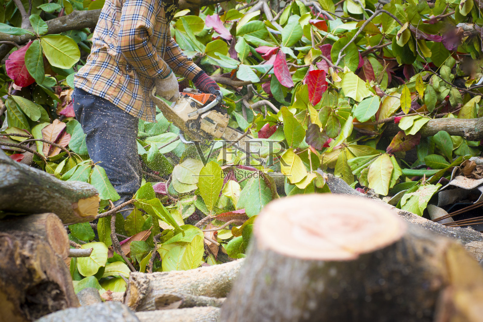 用电锯砍树的图片照片摄影图片