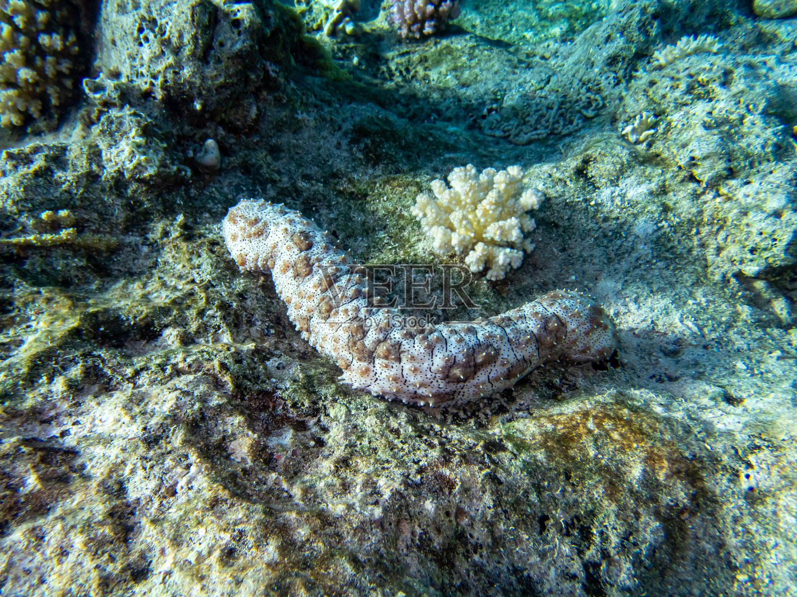 红海中的美丽珊瑚礁及其生物照片摄影图片