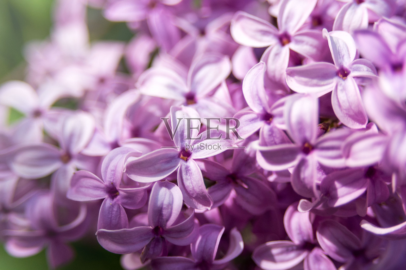 美丽的紫丁香花在阳光下的灌木上。园艺和景观设计。花的背景。照片摄影图片