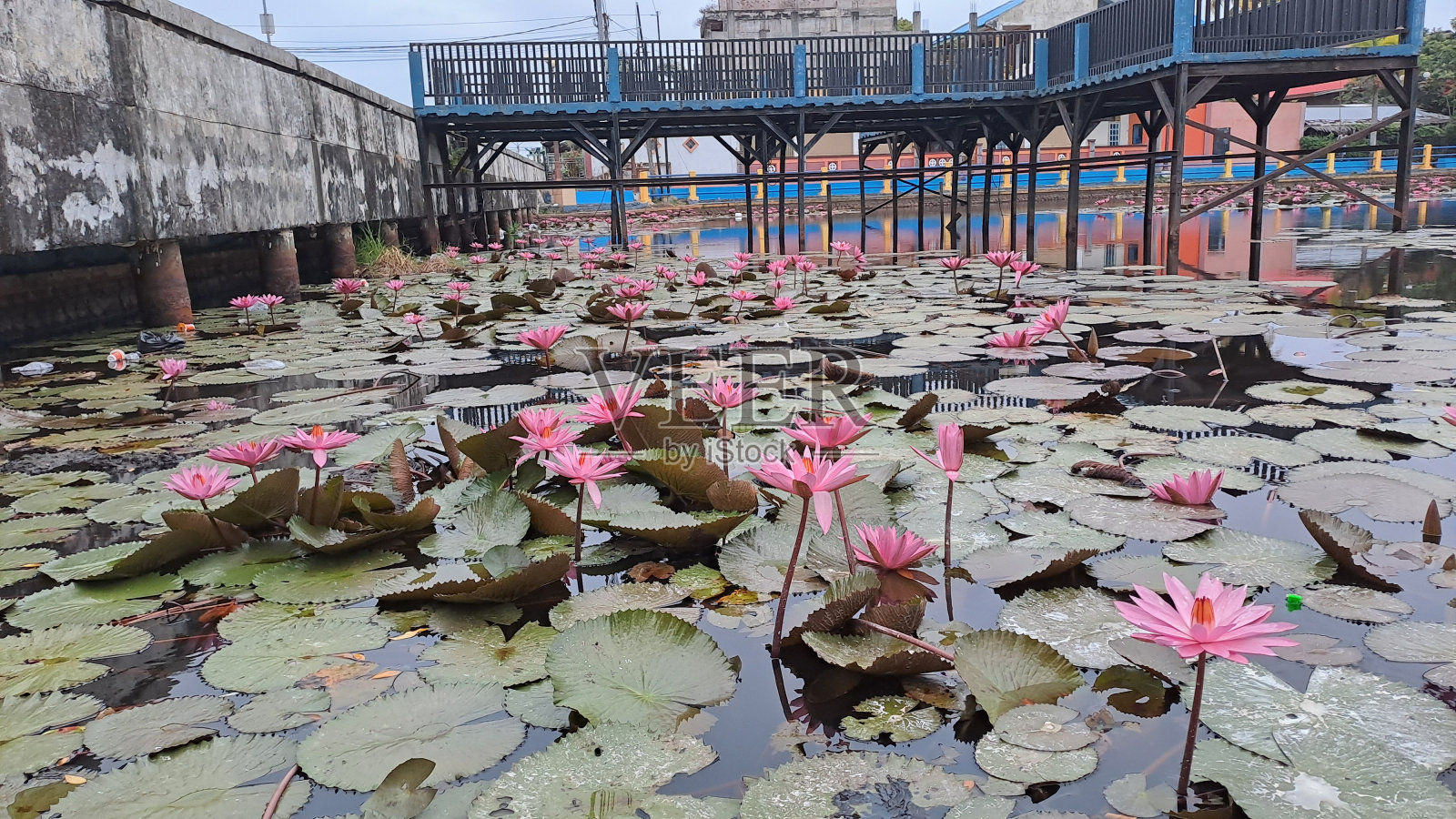 印度尼西亚南明古鲁，曼纳附近池塘里的粉色睡莲照片摄影图片