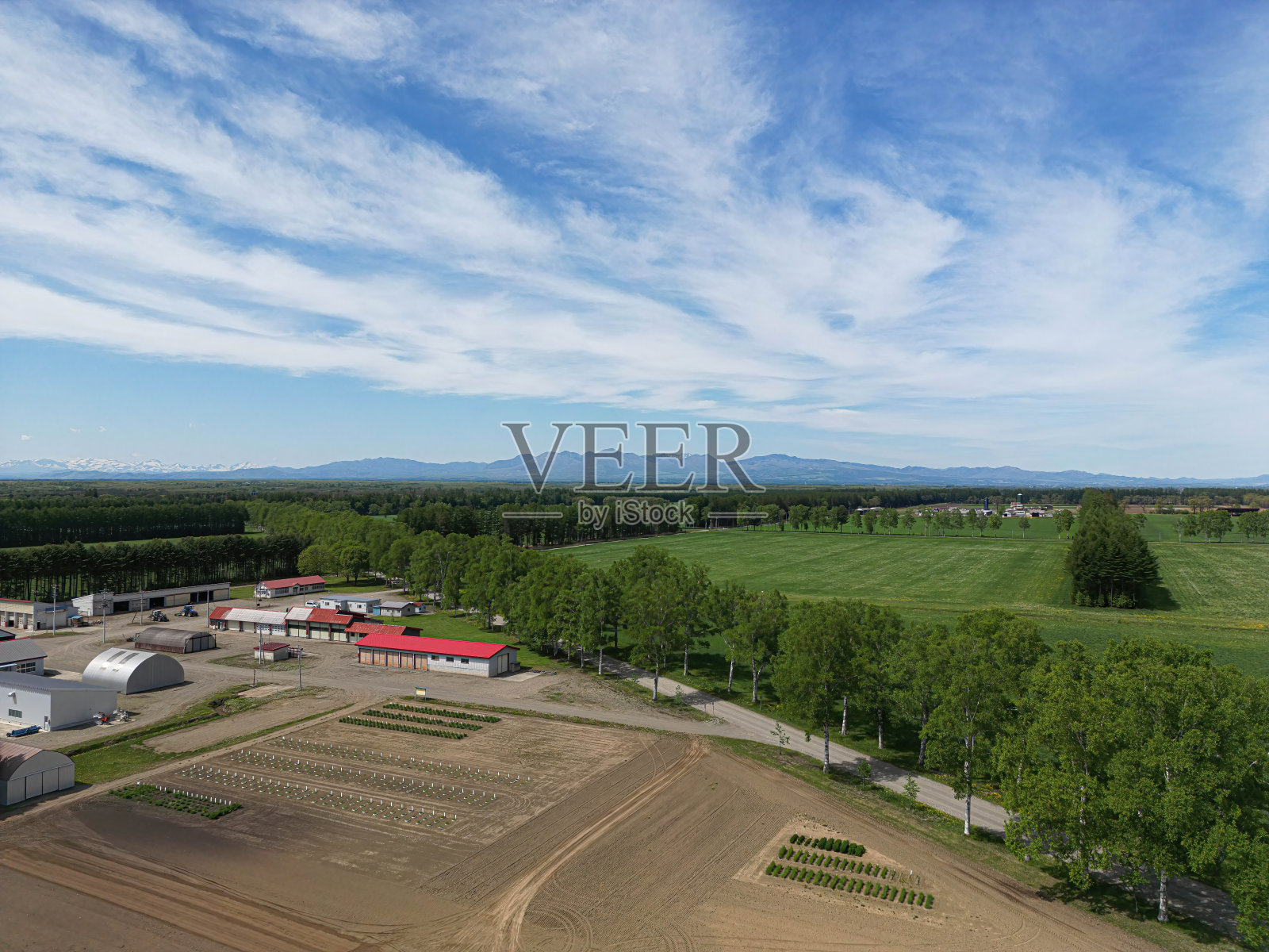 白桦树大道照片摄影图片