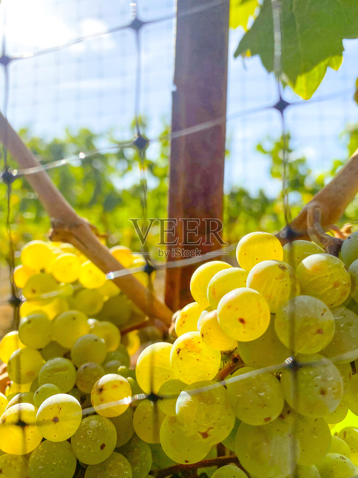 葡萄藤上的葡萄-成熟的收获照片摄影图片
