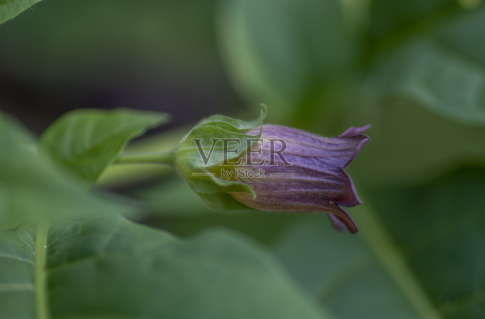 颠茄照片摄影图片