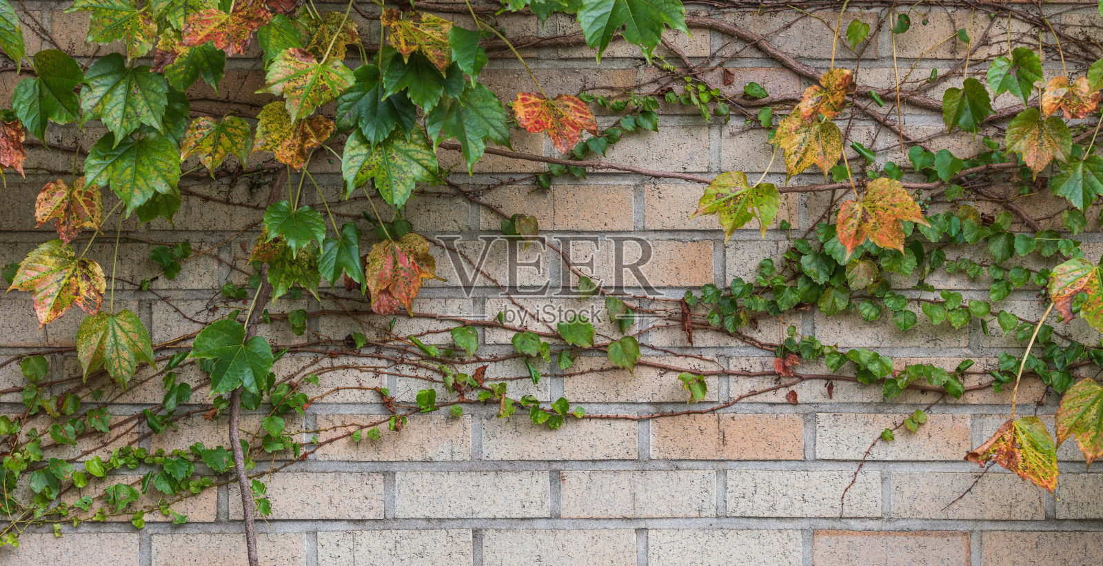 常春藤长在墙上。Parthenocissus tricuspidata照片摄影图片