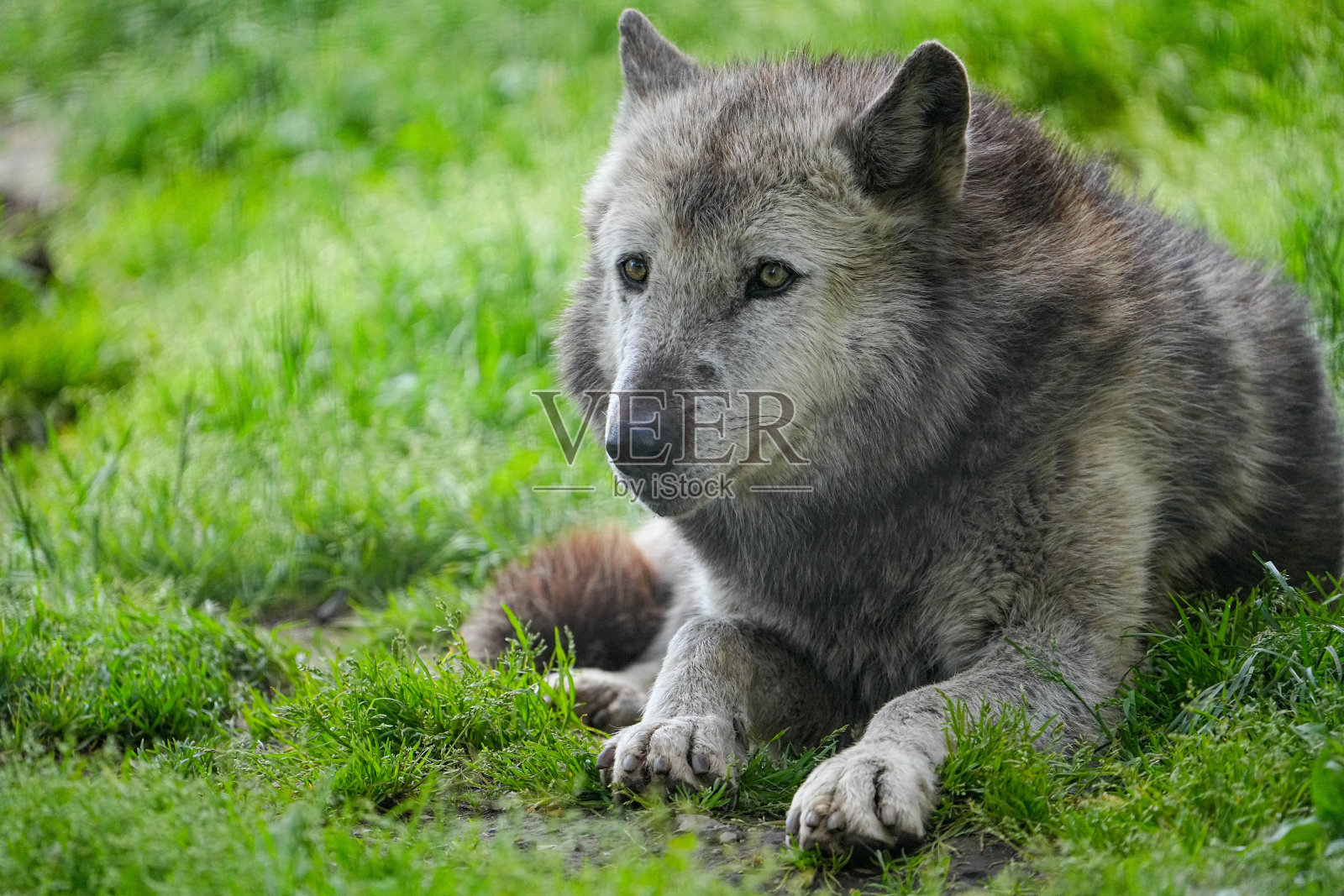 动物园照片摄影图片