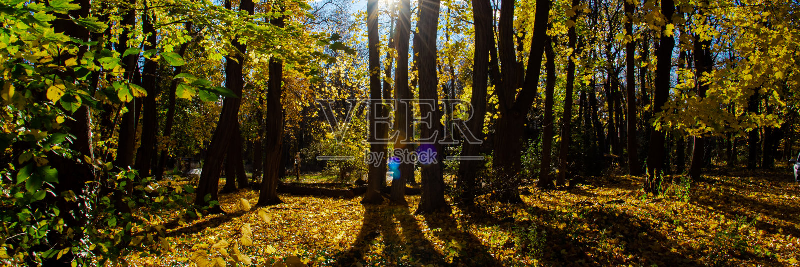 全景视图太阳透过高大的黄色枫树，在美国纽约州北部罗彻斯特的林地地区，树叶地毯厚毯，充满活力的明亮色彩照片摄影图片