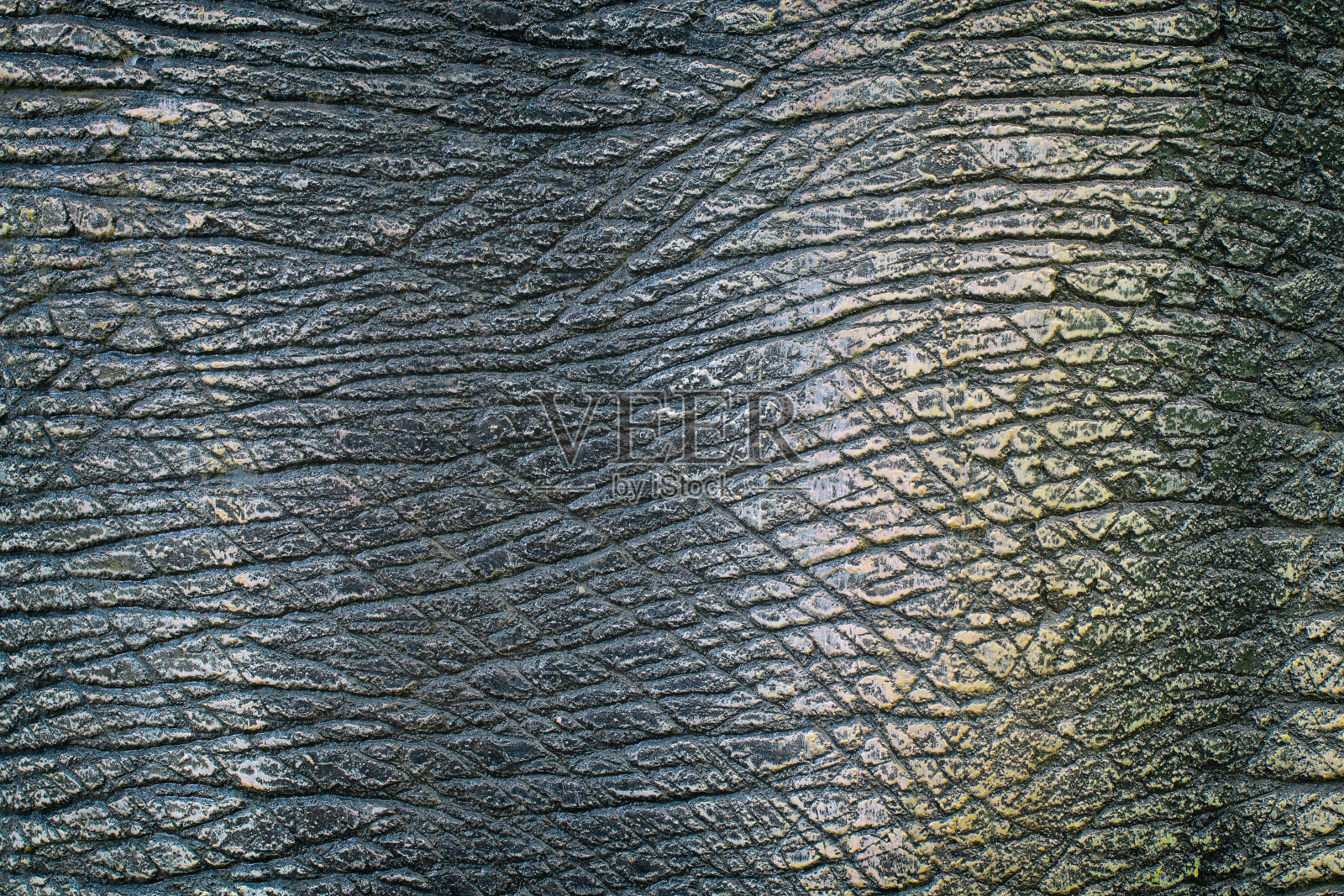 恐龙动物的皮肤纹理作为背景。照片摄影图片