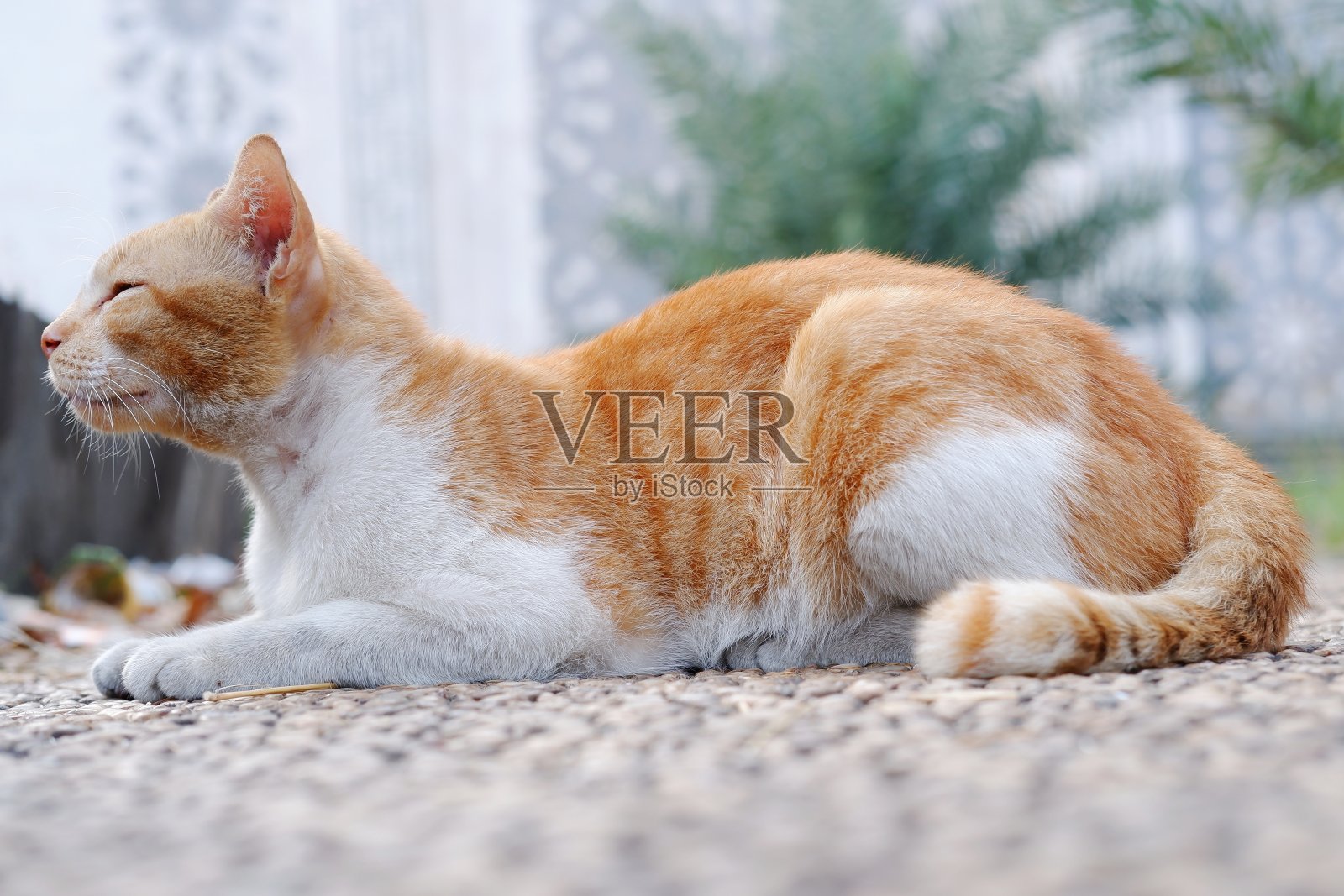 可爱和好奇的猫坐在和躺在花园里照片摄影图片