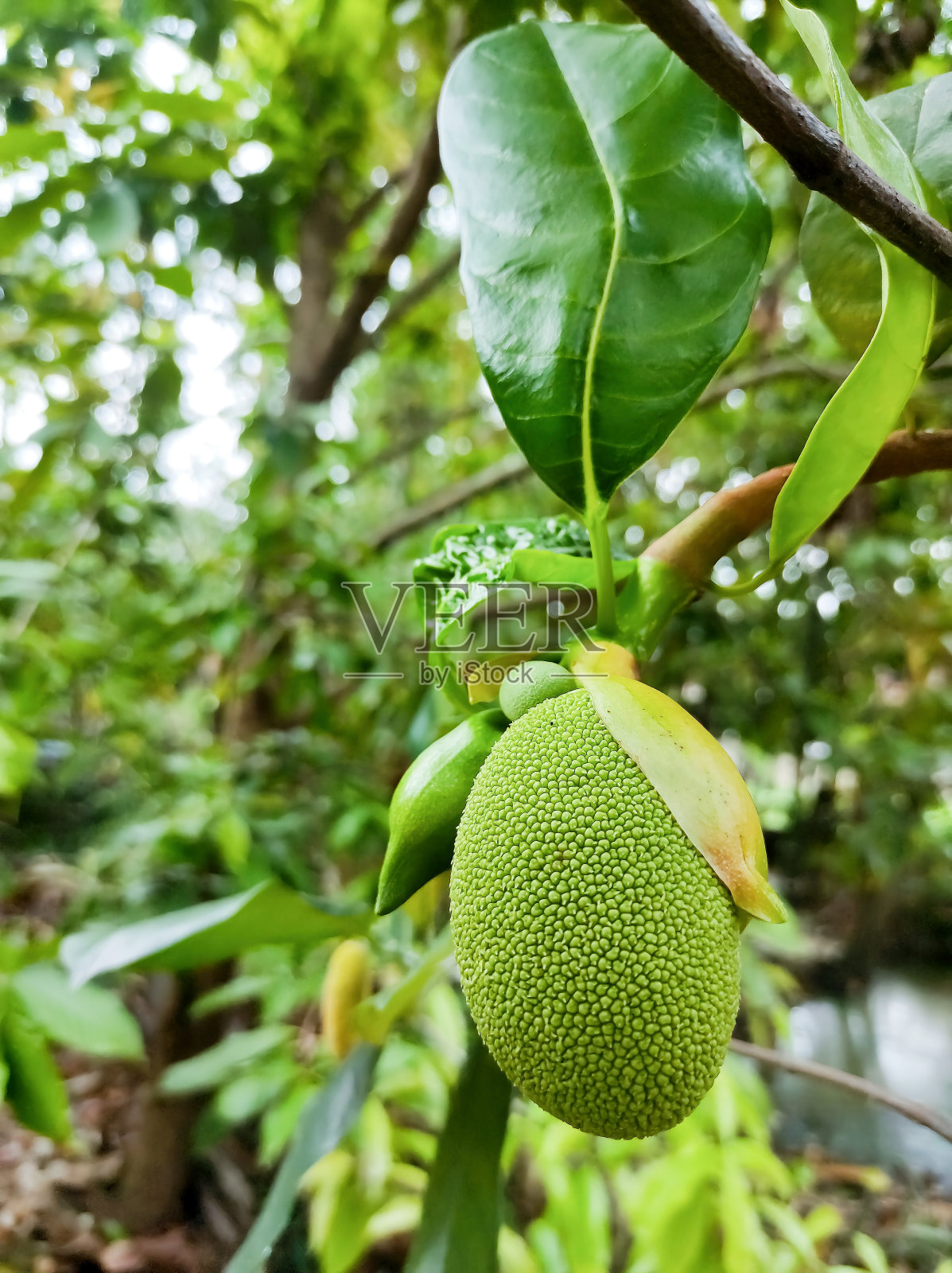 亚洲夏季水果命名为菠萝蜜学名Artocarpus heterophyllus小菠萝蜜挂在菠萝蜜树上。近距离照片摄影图片