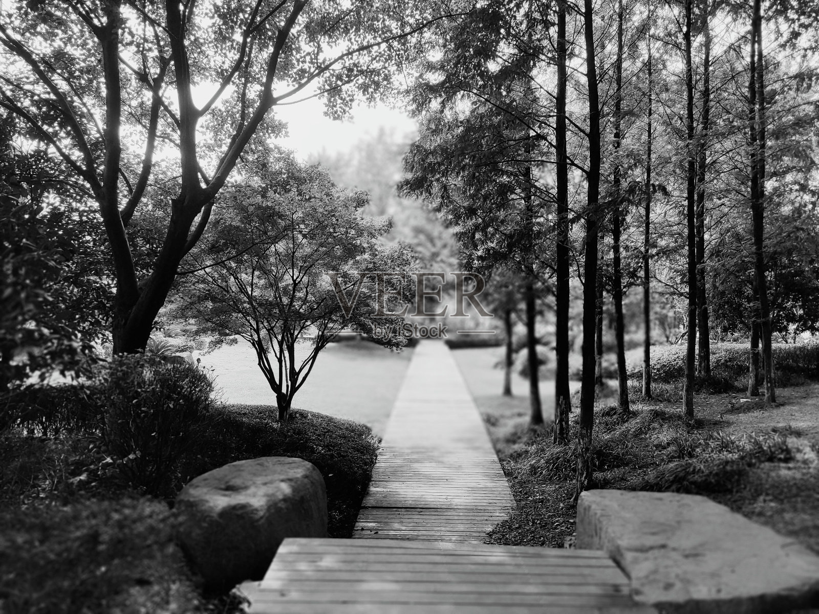 公园里一条小路的风景灰度图照片摄影图片