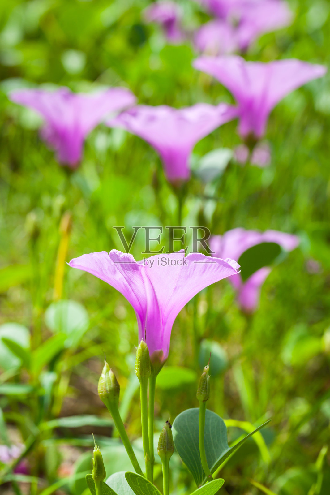 清晨沙滩上的牵牛花。照片摄影图片
