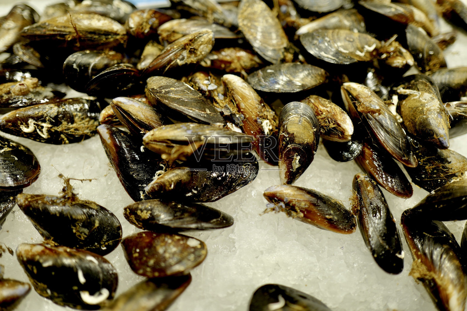 贻贝照片摄影图片