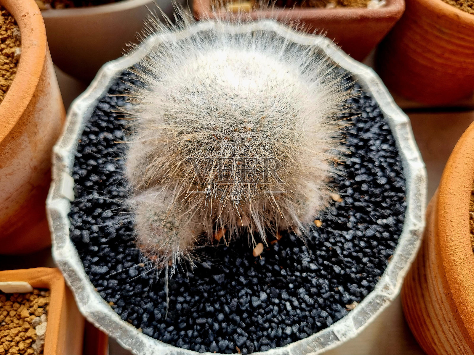 仙人掌照片摄影图片