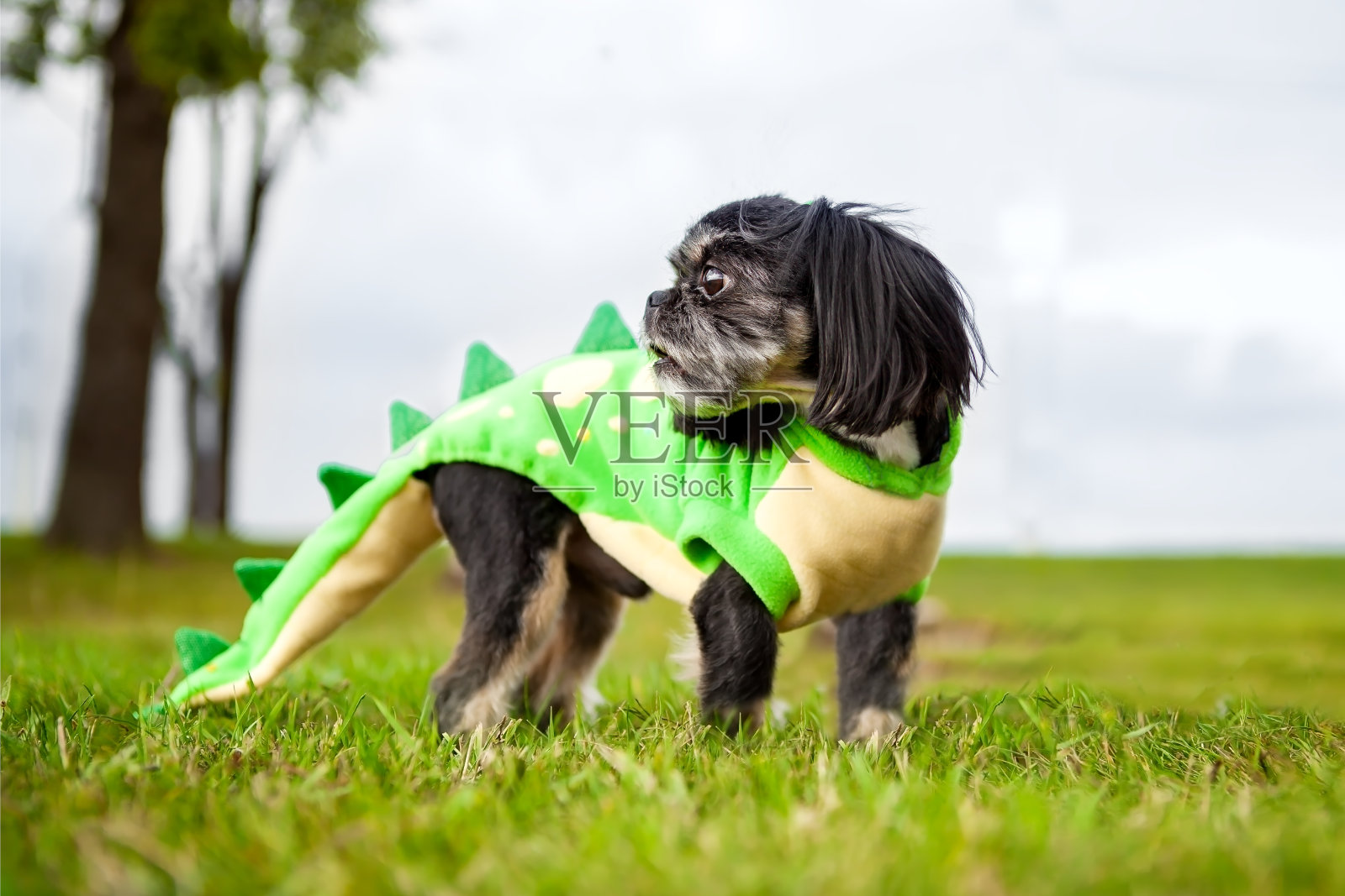狮子狗，穿着龙的服装，一只狗进行cosplay，背景是绿色的草地。照片摄影图片