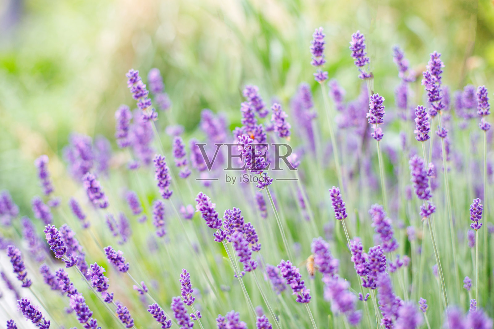 夏季薰衣草盛开的特写。照片摄影图片