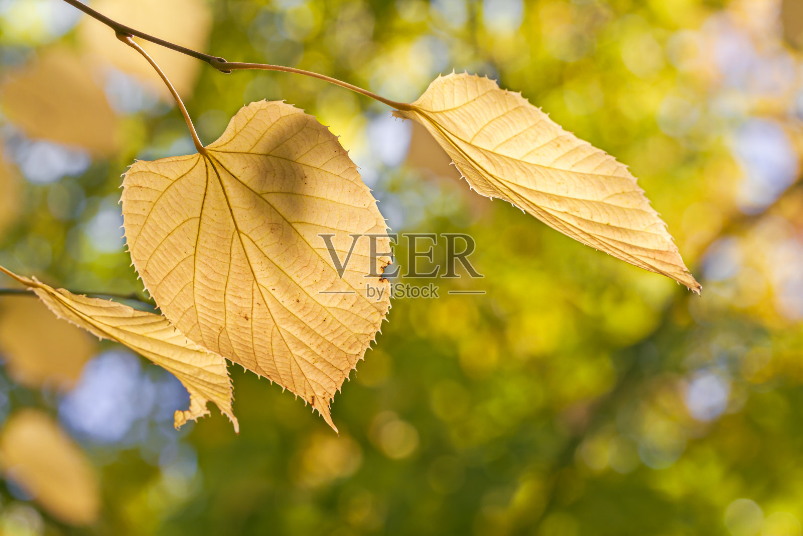 山毛榉树的黄叶在模糊的秋天公园背景上。宏观的观点。照片摄影图片